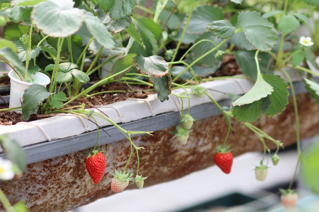 หลักสูตร Cold Chain ศึกษาดูงาน ณ เนรมิตเกษตร Smart Farming 8