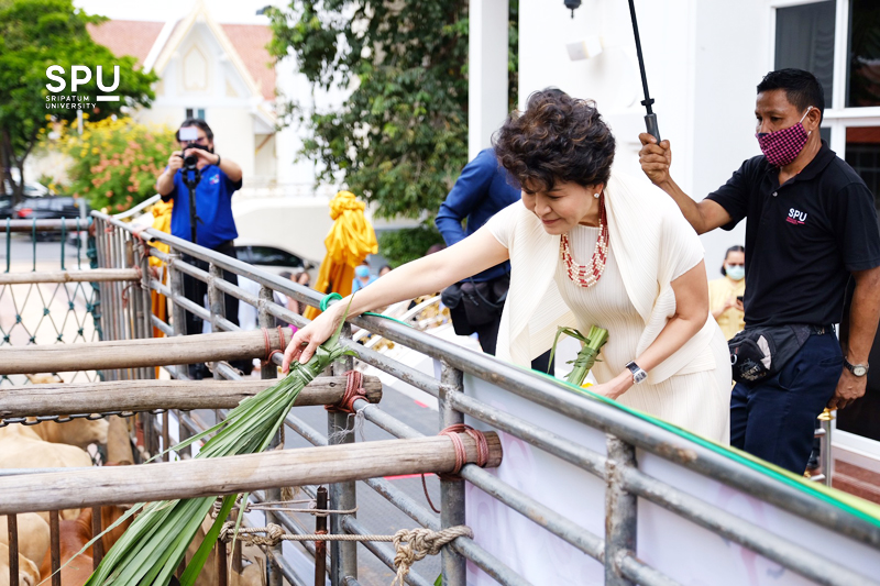 สุขใจ! “ม.ศรีปทุม” ร่วมใจทำบุญใหญ่ ไถ่ชีวิตโค-กระบือ วันคล้ายวันเกิดอธิการบดี